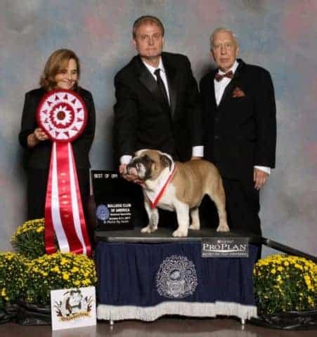 akc performance judges directory.